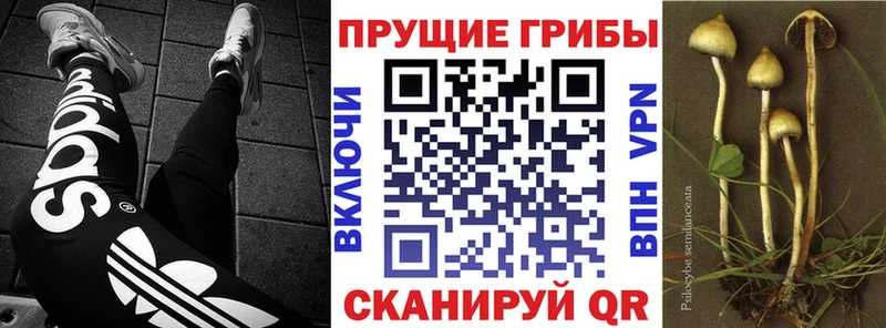 darknet телеграм  Гатчина  МЕГА вход  Галлюциногенные грибы Cubensis  купить наркотики цена 